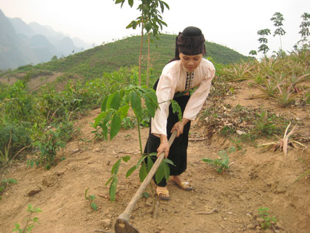 Cao su Lai Châu lên phương án chia sản phẩm cho người góp đất